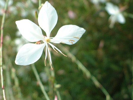 �K�E��(Gaura)