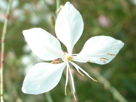 �K�E��(Gaura)