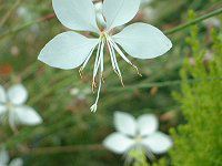 �K�E��(Gaura)