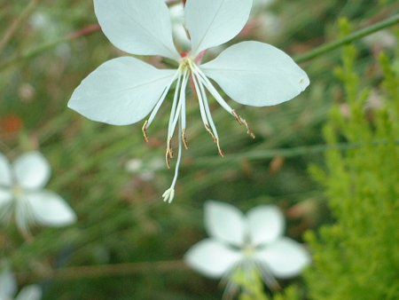 �K�E��(Gaura)
