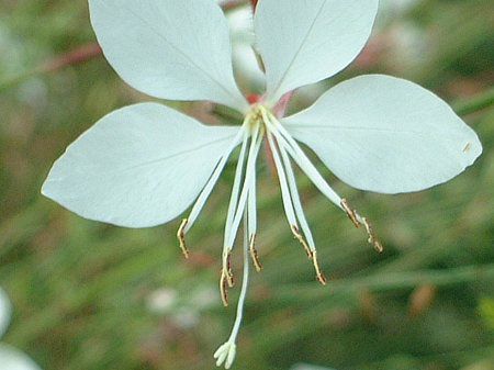 �K�E��(Gaura)