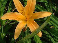 �w�����J���X(Hemerocallis)