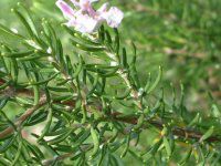 ���[�Y�}���[ (Rosmary)