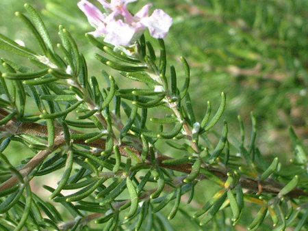 ���[�Y�}���[ (Rosemary)����