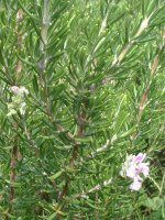 ���[�Y�}���[ (Rosmary)