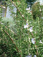 ���[�Y�}���[(Rosmary)