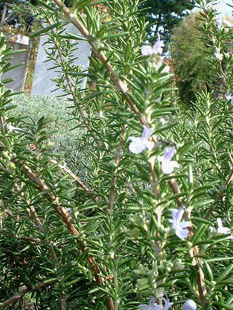 ���[�Y�}���[ (Rosemary)����