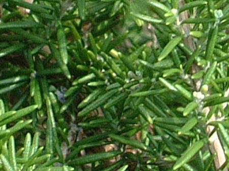 ���[�Y�}���[ (Rosemary)