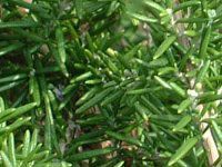 ���[�Y�}���[(Rosmary)