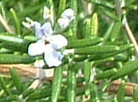 ���[�Y�}���[ (Rosmary)