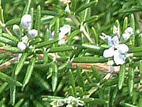���[�Y�}���[ (Rosemary)-blue-spring