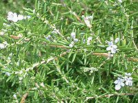 ���[�Y�}���[(Rosmary)