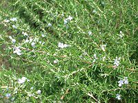 ���[�Y�}���[(Rosmary)