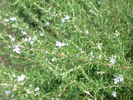 ���[�Y�}���[ (Rosemary)
