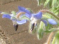 �{���W(Borage)