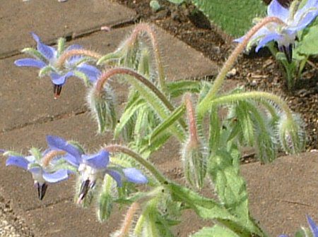 �{���W(Borage)