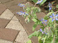 �{���W(Borage)