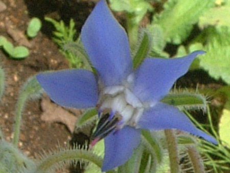 �{���W(Borage)