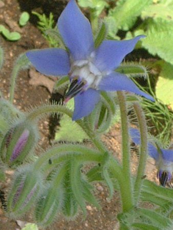 �{���W(Borage)