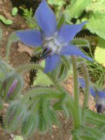�{���W(Borage)