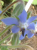 �{���W(Borage)