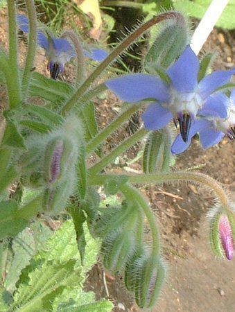�{���W(Borage)