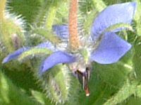 �{���W(Borage)