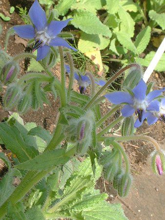 �{���W(Borage)