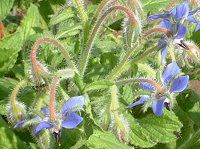 �{���W(Borage)
