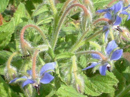 �{���W(Borage)