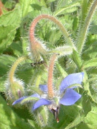 �{���W(Borage)