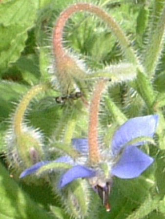 �{���W(Borage)
