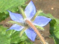 �{���W(Borage)