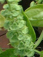�X�C�[�g�o�W��(Sweet basil)