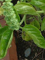 �X�C�[�g�o�W��(Sweet basil)