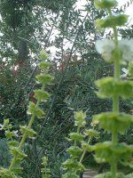 �X�C�[�g�o�W��(Sweet basil)