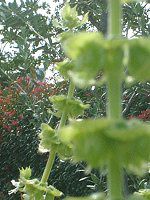 �X�C�[�g�o�W��(Sweet basil)