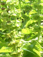 �X�C�[�g�o�W��(Sweet basil)