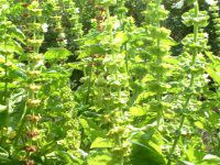 �X�C�[�g�o�W��(Sweet basil)