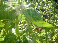 �X�C�[�g�o�W��(Sweet basil)