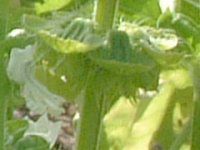 �X�C�[�g�o�W��(Sweet basil)