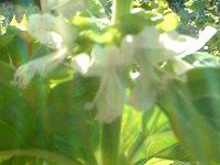 �X�C�[�g�o�W��(Sweet basil)