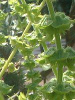 �o�W��(basil)