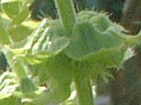 �X�C�[�g�o�W��(Sweet basil)