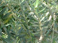 ���[�J��(Eucaly)