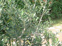 ���[�J��(Eucaly)