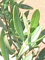 ���[�J��(Eucaly)