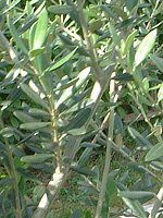 ���[�J��(Eucaly)