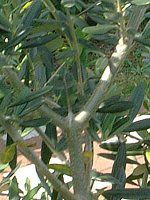 ���[�J��(Eucaly)