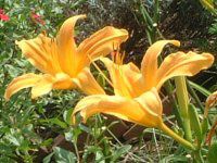 �w�����J���X(Hemerocallis)